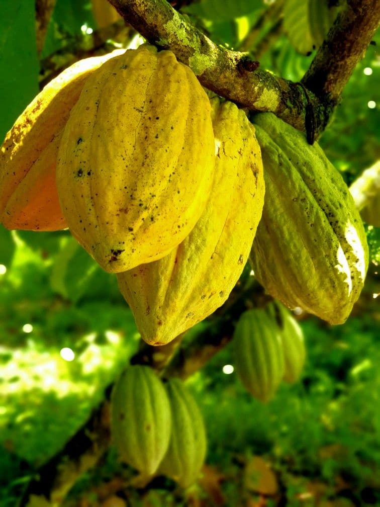 Kakaofrüchte und Kakaobohnen aus Madagaskar