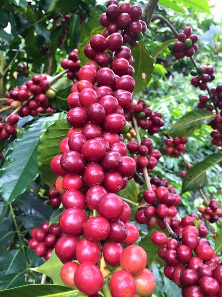 Geschälte grüne Arabica-Kaffeebohnen aus Madagaskar
