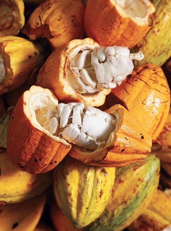Kakaobohnen aus Madagaskar