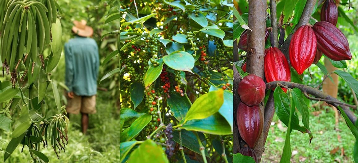 Landwirtschaftliche Produzenten in Madagaskar