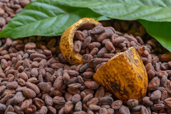 Ausgewählte Kakaobohnen aus Madagaskar