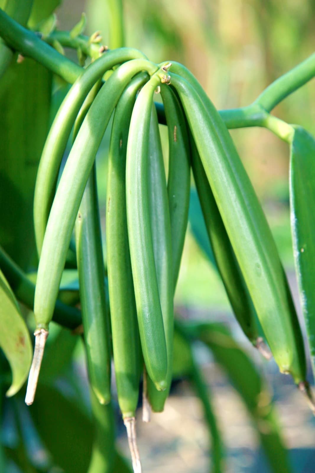 Quality Bourbon-Vanille aus Madagaskar